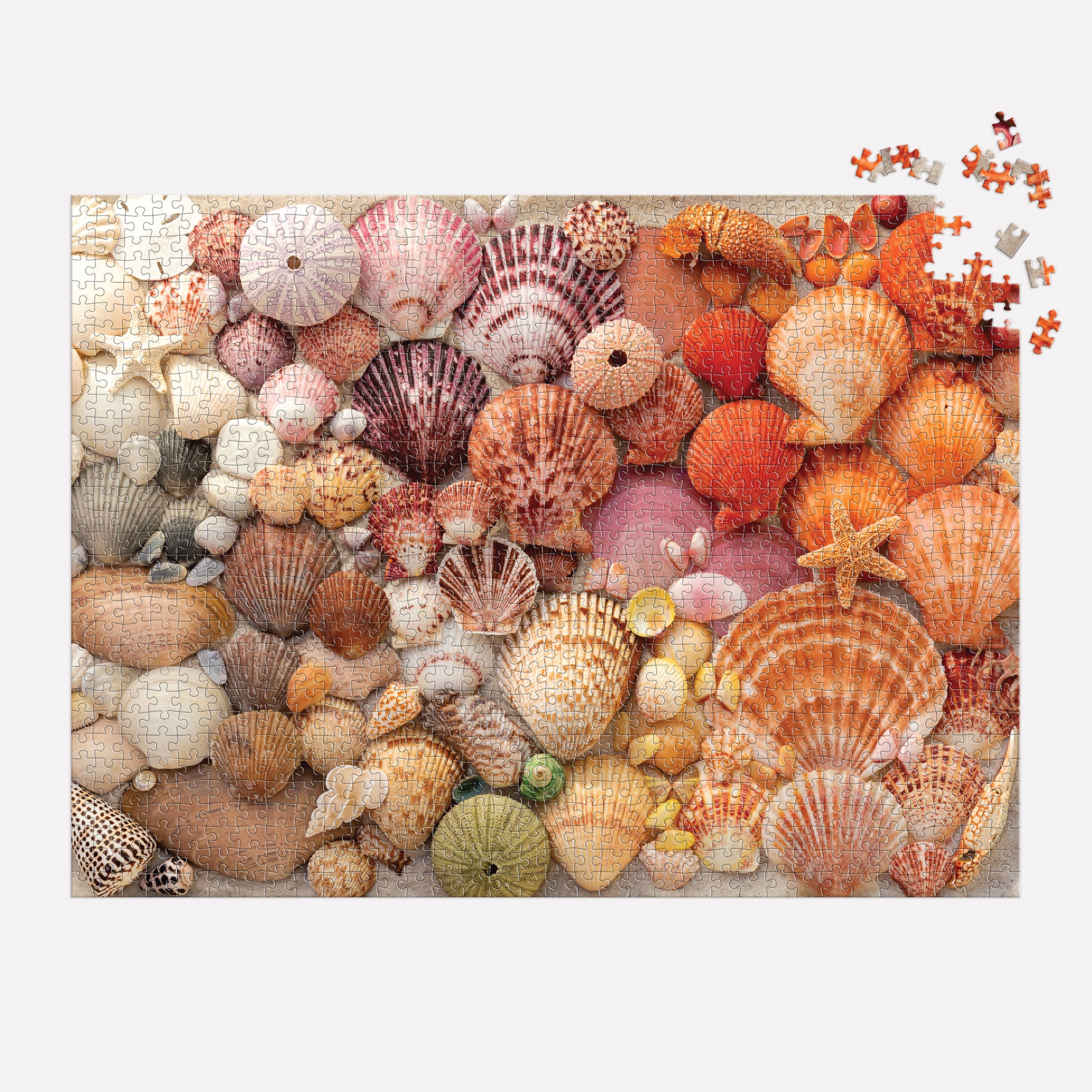 Vibrant Seashells | 1000-Piece Seashell Jigsaw Puzzle